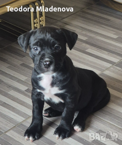 Продавам питбули