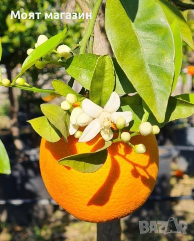 Цитрусови растения – Лимон , Портокал , Мандарина, Грейфрут ,Кумкуат , Лайм , Див лимон и Каламондин, снимка 11 - Градински цветя и растения - 53632778