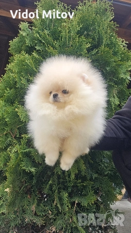 Мини Померан момче 