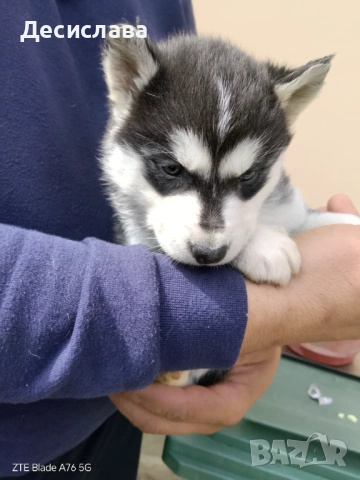  Хъски, снимка 14 - Хъски - 54180286