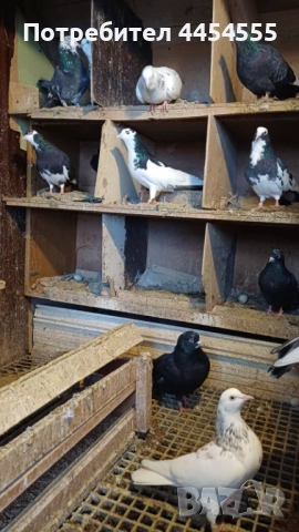 Гълъби 30 броя, снимка 4 - Гълъби - 52369901