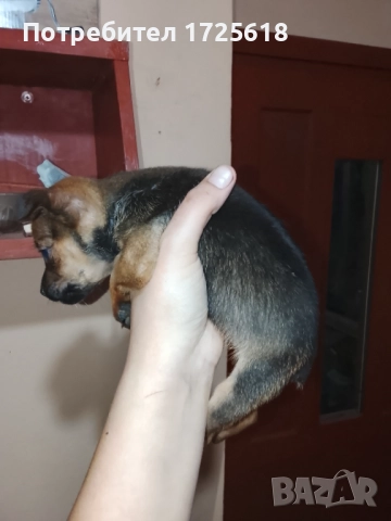 Здравейте, две момичета пинчерчета, снимка 7 - Пинчер - 52505394