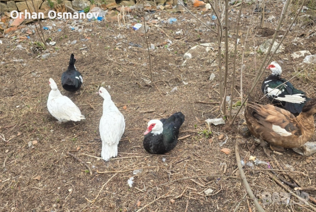 Неми патици , снимка 4 - Патици и гъски - 54054463