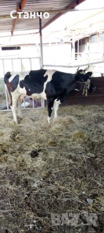 Продавам крава с теле , снимка 3 - Крави - 46370481