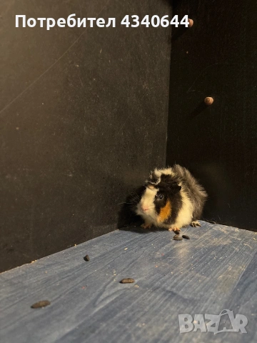 Морско свинче , снимка 3 - Морски свинчета - 54139829