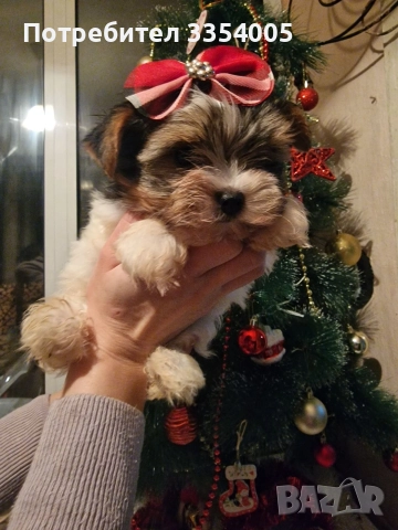 мъжко йорки бивър уникални кученца , снимка 9 - Йоркширски териер - 52586204