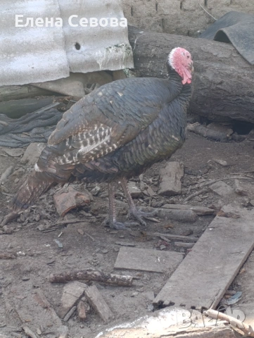 Продавам млад пуяк на 10 месеца работещ , снимка 2 - Кокошки и пуйки - 53754852