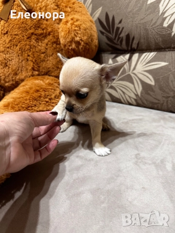 Уникално Мини Чихуахуа Момиченце, снимка 2 - Чихуахуа - 52883311