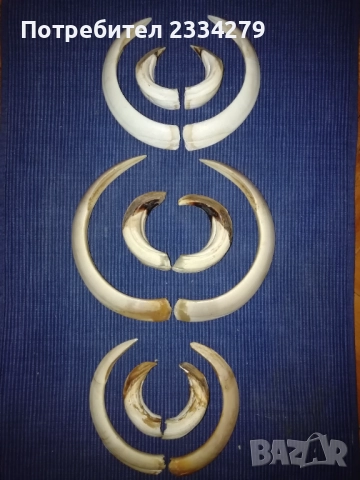 Стари глигански зъби-бивни,глиги и рога от саръндаци, млади елени, снимка 4 - Колекции - 52674338