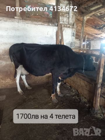 Продавам крави, снимка 2 - За селскостопански - 46261960