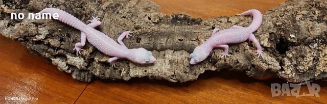 Леопардови гекони Diablo Blanco (Eublepharis macularius) , снимка 3 - Гекон - 52153005