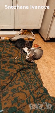 три  котенца от Варна търсят дом, снимка 17 - Други - 45627071