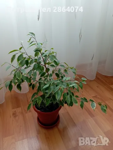 Бенджамин от шарения, снимка 3 - Стайни растения - 49653706