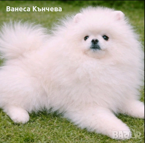 мъжки померан FCI родословие