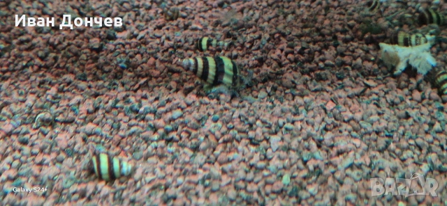 Охлюви Хеления 