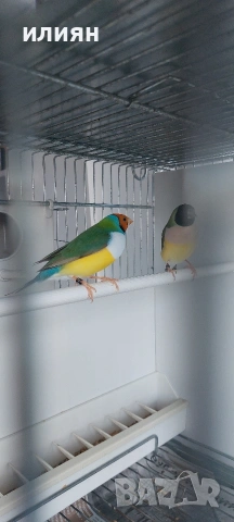 Гулдови амадини 25г., снимка 4 - Амадини - 53662690