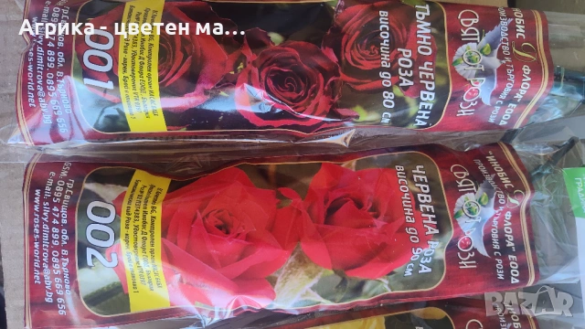 РОЗИ корени НОВО ЗАРЕЖДАНЕ от лицензиран разсадник , снимка 10 - Градински цветя и растения - 42675882
