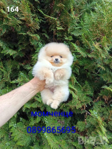 Померани. Момче и момиче. Реални снимки от 24.04.26 г. 