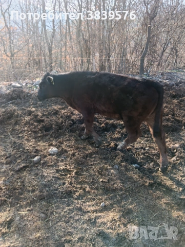 Крави Телета Ангус, снимка 5 - Крави - 53833044