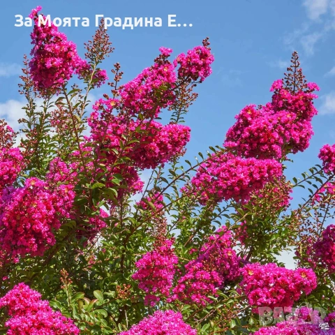 Индийски люляк - Лагерстремия , снимка 3 - Градински цветя и растения - 54032242