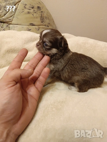 Мини дългокосмето чихуахуа момче.