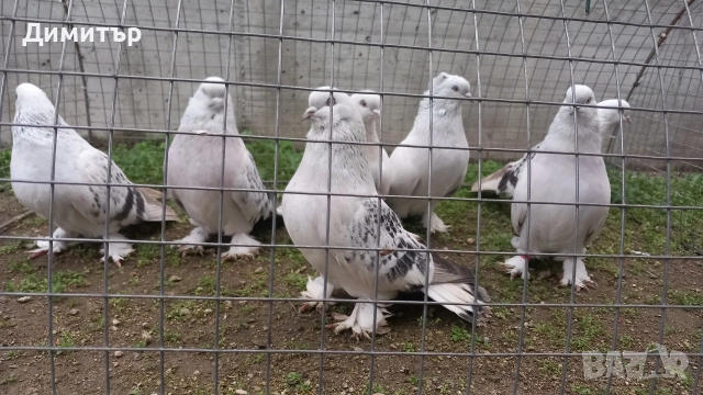 Продавам Мардини , снимка 4 - Гълъби - 52704789