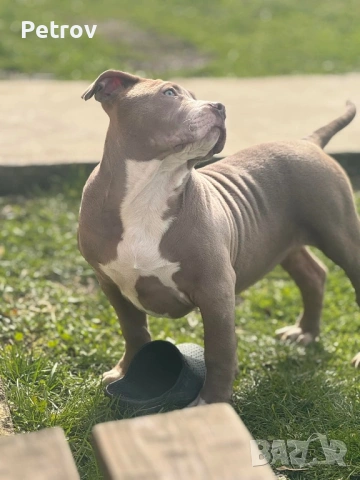 Американско були , снимка 15 - Питбул - 53690899