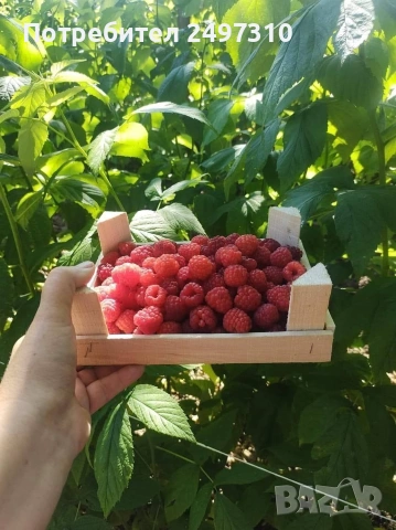 Продавам разсад малини , снимка 4 - Разсади - 53508278