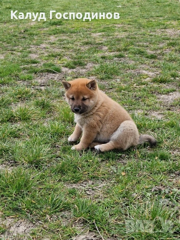 Продавам Шиба Ину