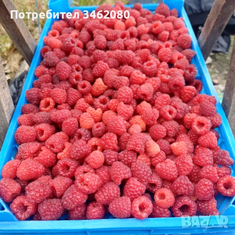 Разсад Малини, снимка 2 - Разсади - 52427655