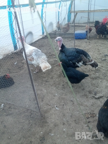 свободни пуешки яйца, снимка 2 - други­ - 52913057