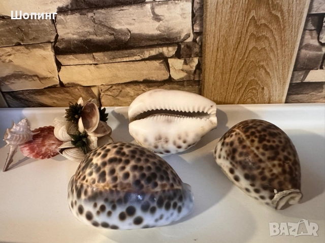 Морска раковина Тигрова Ципрея, снимка 5 - Декорация за дома - 51440651