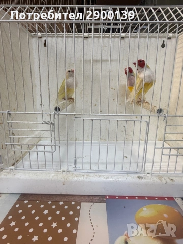 Гулдови, снимка 3 - Амадини - 54154856