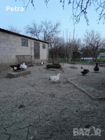 Кокошки и патици, снимка 4 - Кокошки и пуйки - 54085991