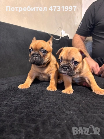 Френски булдочета, снимка 3 - Френски булдог - 53403021