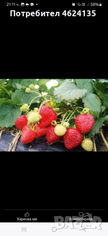 Продавам разсад ягоди , снимка 3 - Сортови семена и луковици - 52147373
