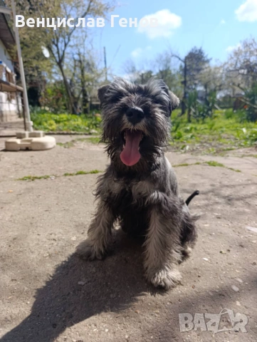 Цверг шнауцер, цвергшнауцер мини шнауцер, снимка 3 - Други - 53054533