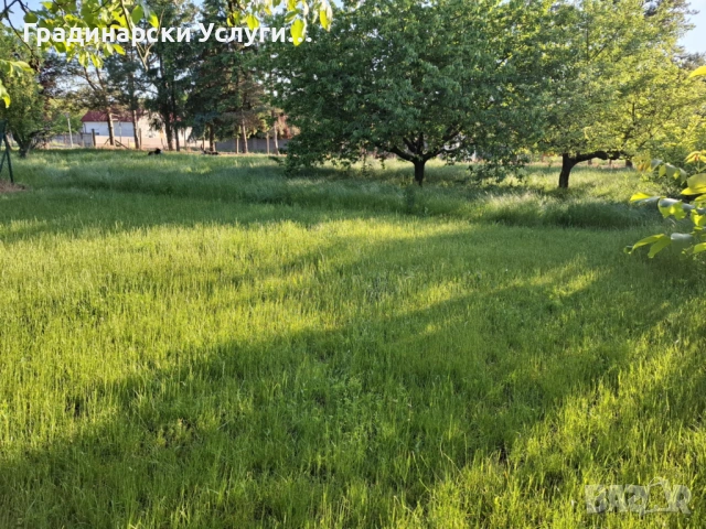 Предлагаме косене, отстраняване и кастрене на дървета, оформяне на храсти и други градинарски услуги, снимка 5 - Други почистващи услуги - 53608621