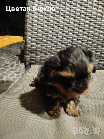 мини йоркширски териер , снимка 7 - Йоркширски териер - 51527634