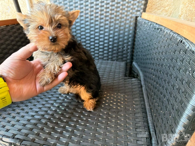 Йоркширски териер Актуално от 11.3.2026, снимка 2 - Йоркширски териер - 53682990