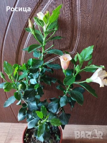 китайска роза , снимка 2 - Стайни растения - 44970070