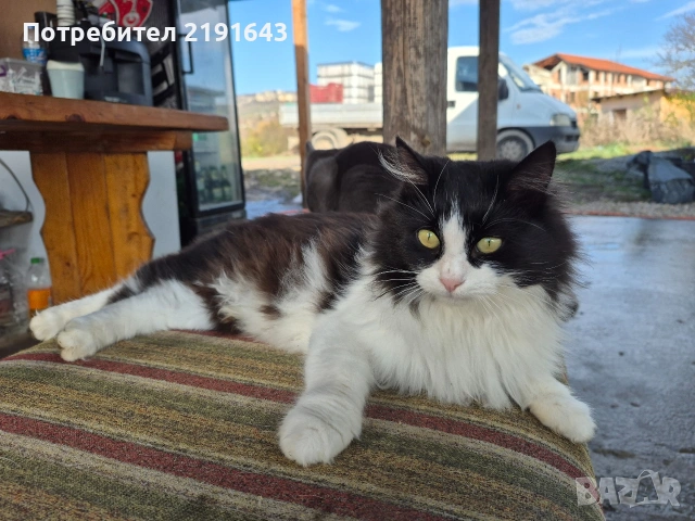 женско ангорско коте