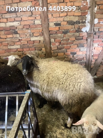 Три ялови овце , снимка 8 - Овце - 54184586