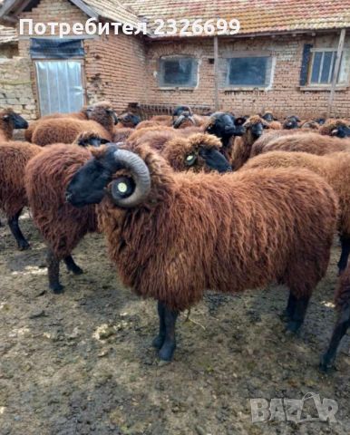 Рогати кочове по 500-600лв , снимка 1 - Овце - 46115298
