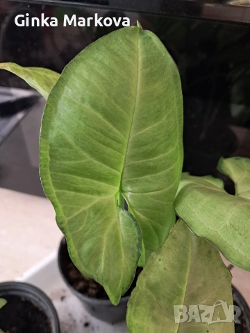 Сингониум - 3 евро , снимка 2 - Стайни растения - 53988272