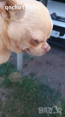 чихуахуа , снимка 13 - Чихуахуа - 52797683