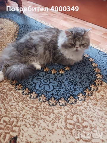 Продавам персийско женско коте, снимка 11 - Персийска - 52506801