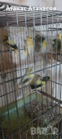 Канари ,Орфей "