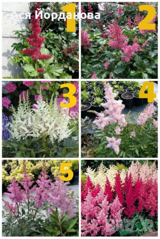 Градински студоустойчиви цветя и храсти, снимка 9 - Градински цветя и растения - 45373861