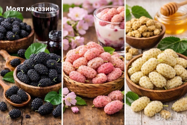 Черница-3 вида